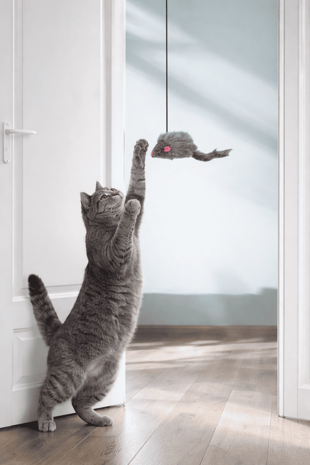 Door hanging cat toy